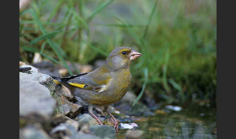 Grünfink (Carduelis chloris)