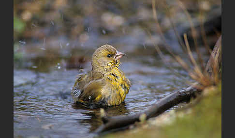 Grünfink (Carduelis chloris)