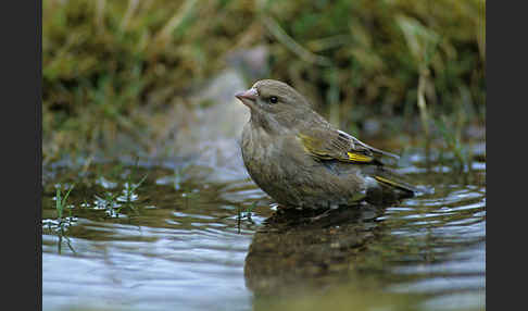 Grünfink (Carduelis chloris)