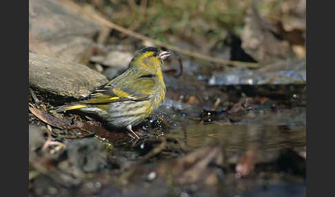 Erlenzeisig (Carduelis spinus)