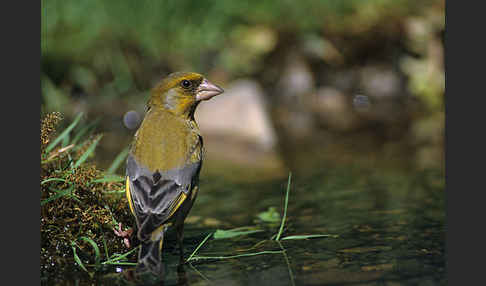 Grünfink (Carduelis chloris)