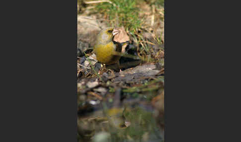 Grünfink (Carduelis chloris)