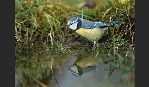 Blaumeise (Parus caeruleus)