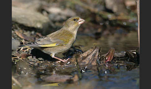 Grünfink (Carduelis chloris)