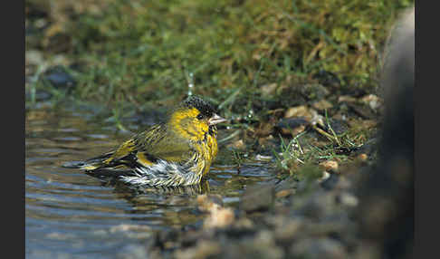 Erlenzeisig (Carduelis spinus)