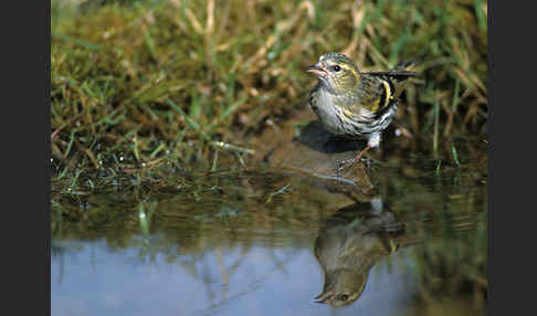 Erlenzeisig (Carduelis spinus)