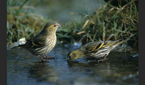 Erlenzeisig (Carduelis spinus)