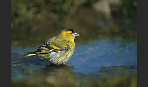 Erlenzeisig (Carduelis spinus)