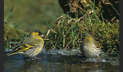 Erlenzeisig (Carduelis spinus)