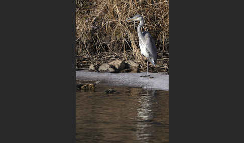 Graureiher (Ardea cinerea)