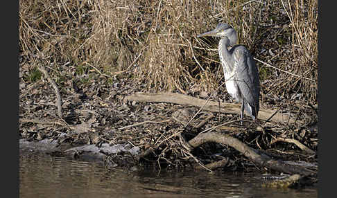 Graureiher (Ardea cinerea)