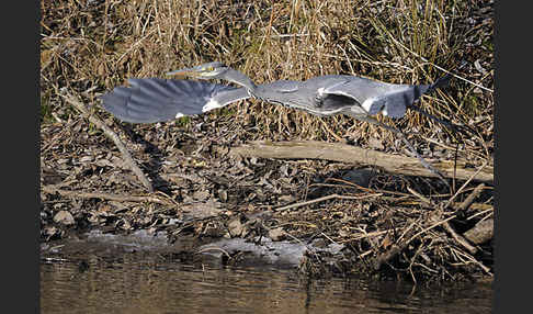 Graureiher (Ardea cinerea)