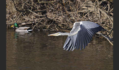 Graureiher (Ardea cinerea)