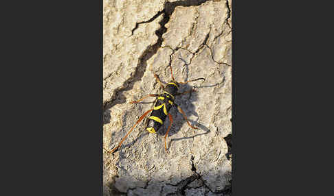 Gemeiner Widderbock (Clytus arietis)