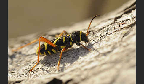 Gemeiner Widderbock (Clytus arietis)