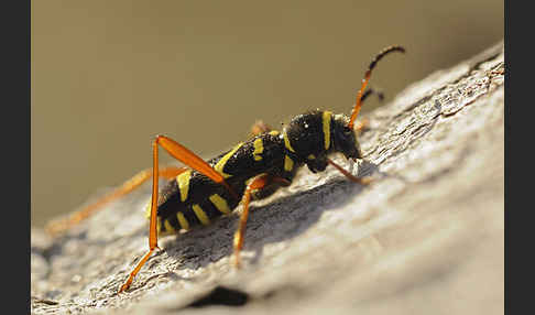 Gemeiner Widderbock (Clytus arietis)