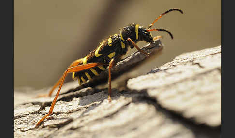 Gemeiner Widderbock (Clytus arietis)