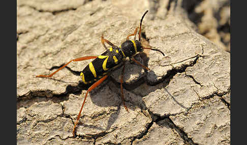 Gemeiner Widderbock (Clytus arietis)