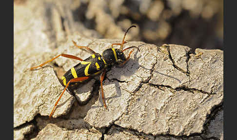 Gemeiner Widderbock (Clytus arietis)