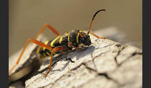 Gemeiner Widderbock (Clytus arietis)