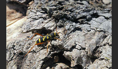 Gemeiner Widderbock (Clytus arietis)