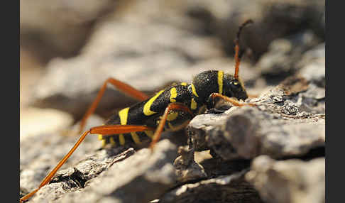 Gemeiner Widderbock (Clytus arietis)