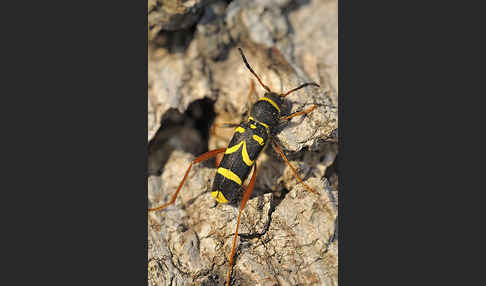 Gemeiner Widderbock (Clytus arietis)