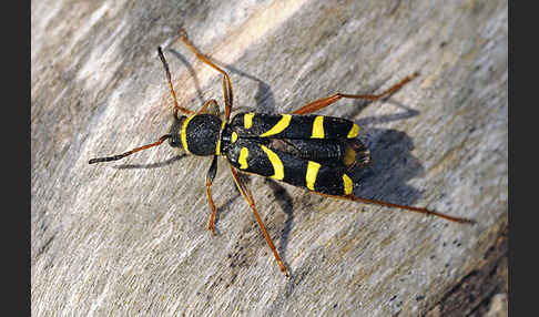 Gemeiner Widderbock (Clytus arietis)