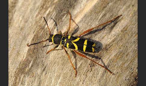 Gemeiner Widderbock (Clytus arietis)