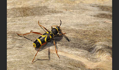 Gemeiner Widderbock (Clytus arietis)