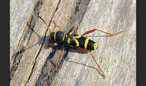 Gemeiner Widderbock (Clytus arietis)