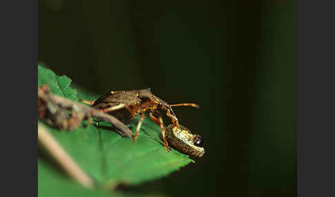 Wanze (Heteroptera)