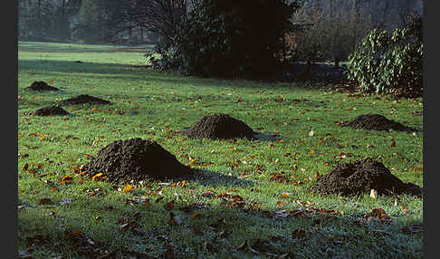 Maulwurf (Talpa europaea)