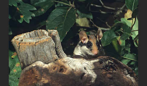 Gartenschläfer (Eliomys quercinus)