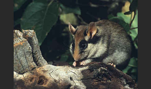 Gartenschläfer (Eliomys quercinus)