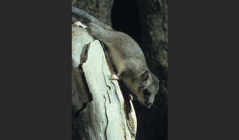 Siebenschläfer (Glis glis)