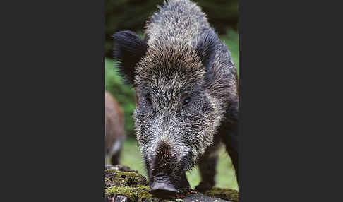 Schwarzwild (Sus scrofa)