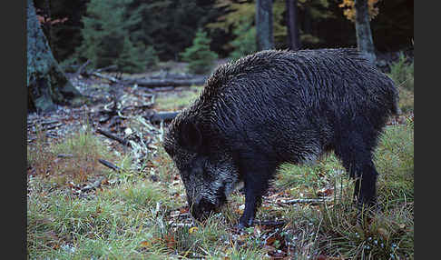 Schwarzwild (Sus scrofa)