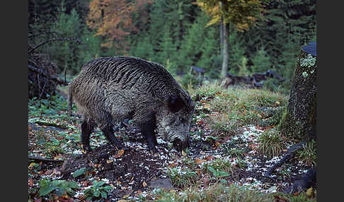 Schwarzwild (Sus scrofa)