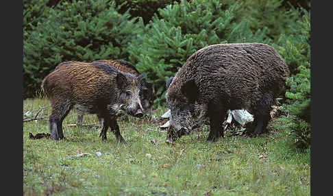 Schwarzwild (Sus scrofa)