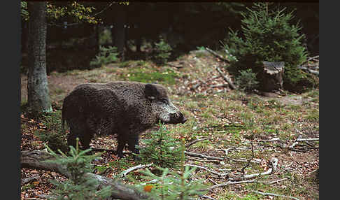 Schwarzwild (Sus scrofa)