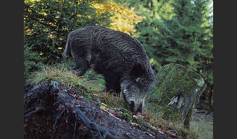 Schwarzwild (Sus scrofa)