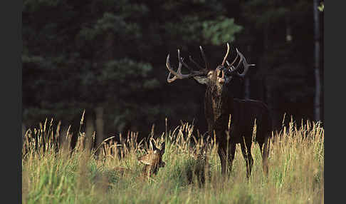 Rotwild (Cervus elaphus)