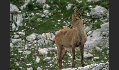 Steinbock (Capra ibex)