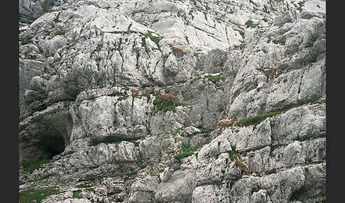 Steinbock (Capra ibex)