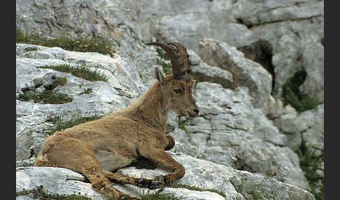 Steinbock (Capra ibex)