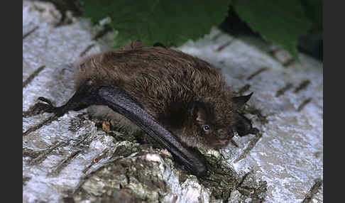 Große Bartfledermaus (Myotis brandti)