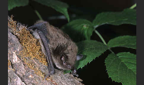 Große Bartfledermaus (Myotis brandti)