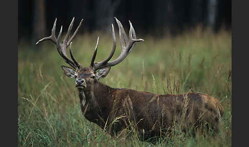 Rotwild (Cervus elaphus)