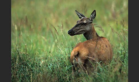 Rotwild (Cervus elaphus)